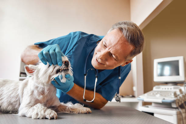 Best Emergency Dental Care for Abscessed Tooth in Fort Pierce, FL